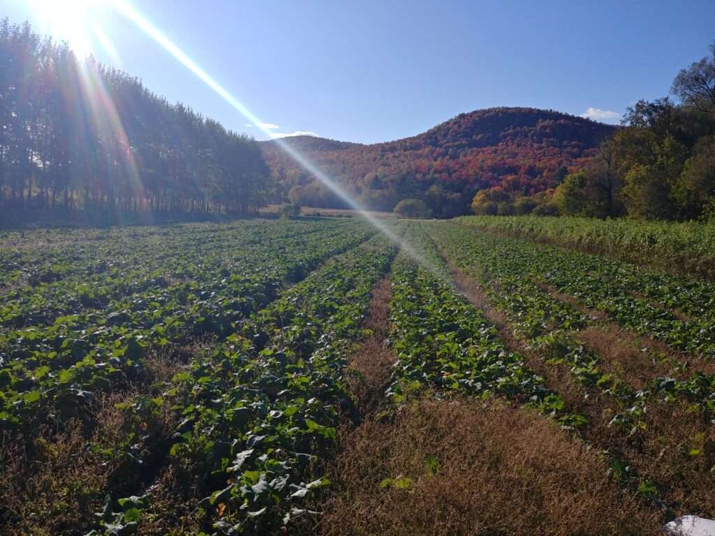 Potager d'Émylou