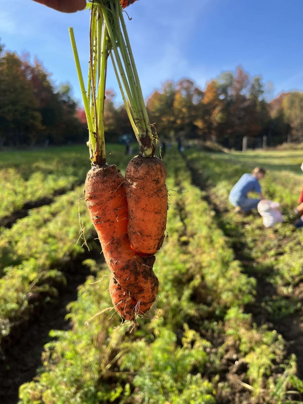 Potager d'Émylou