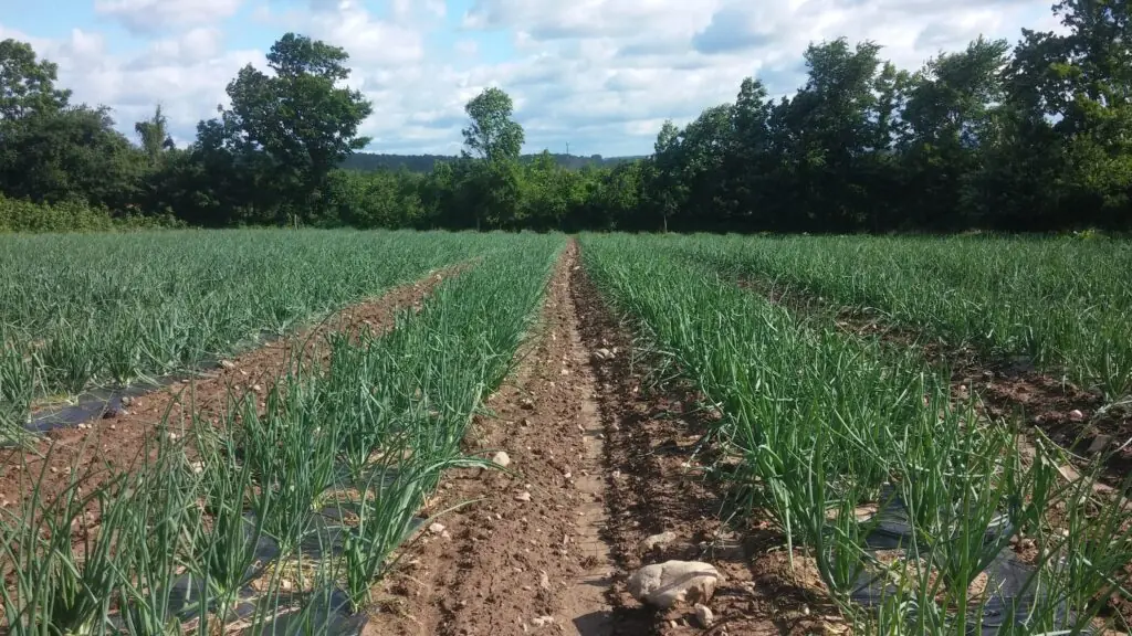 Potager d'Émylou